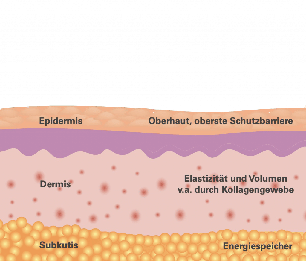 Aufbau der Hautschichten – Epidermis, Dermis und Subkutis erklärt für Hautverjüngung in der Noris Dermatologie Nürnberg